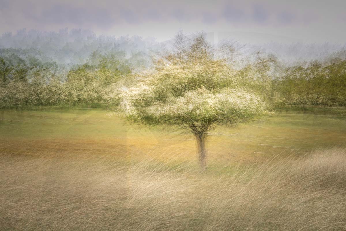 The Bearable Lightness of the Floating Tree