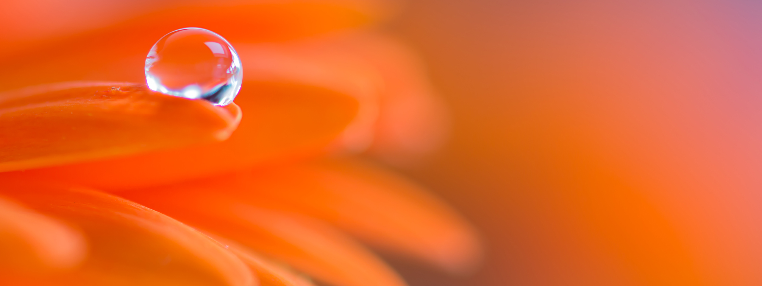 Orange Dream